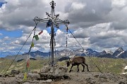 Corno Stella, solo, in compagnia degli stambecchi (7-7-'18)